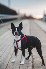 Boston Terrier dog