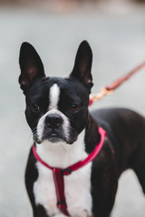 boston terrier on leash