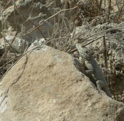 Lizard Israel