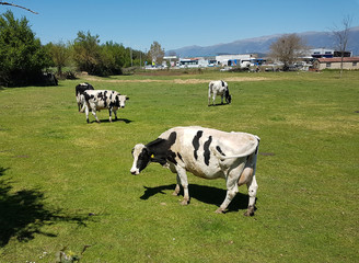 cow  in a green meadow spring season colors