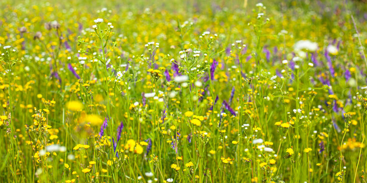 beautiful field of wildflowers, healing natural herbs backround
