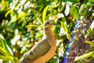 dove bird in the nature 