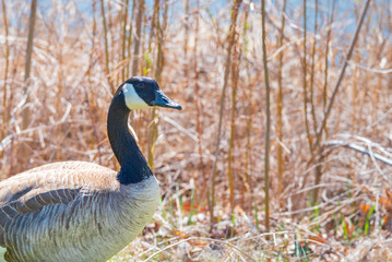 Close-up of Canada Goose standing in front of pond with grasses and reeds in springtime