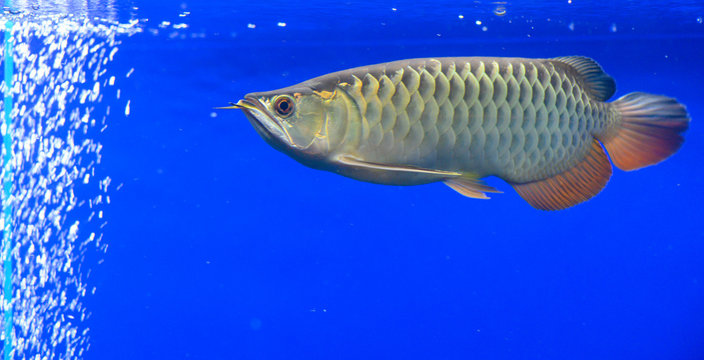 アロワナ」の写真素材 | 6,666件の無料イラスト画像 | Adobe Stock