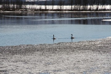 water, lake, nature, bird, landscape, duck, birds, pond, river, sea, wildlife, winter svan © kentfrode