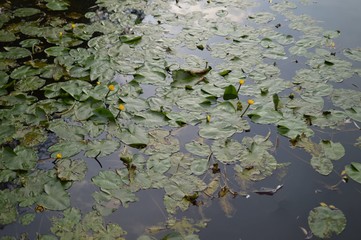 water lily in the pond