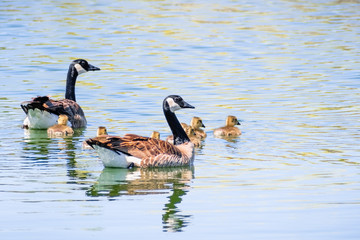 Canada Goose (Branta canadensis) family made out of parents and 7 goslings, swim on a lake on a sunny spring day, San Francisco bay area, California