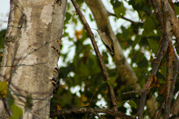Hummingbird hovering in a tree 