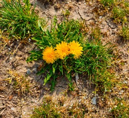 yellow dandelions in the grass