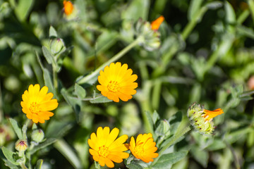 Orange Calendula (Calendula arvensis) wildflowers blooming on the shorelines of South San Francisco...