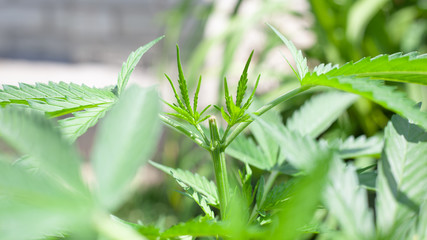 Obraz na płótnie Canvas pruning a bush of marijuana. cannabis plant care close up 