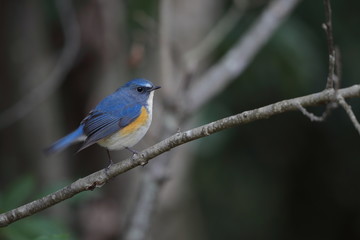 Fototapeta premium ルリビタキ