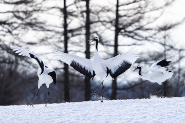 Enjoying a family of Red-crowned cranes