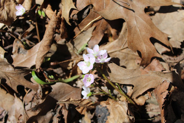 Spring beauty wildflower on a bed of brown oak leaves at Blue Star Memorial Woods in Glenview, Illinois