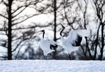 Enjoying a family of Red-crowned cranes
