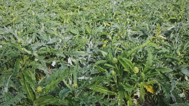 Image of harvest of artichokes growing in land, nobody