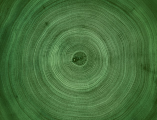 Fototapeta na wymiar Felled piece of wood from a tree trunk with growth rings isolated on white. Natural vintage wood texture.