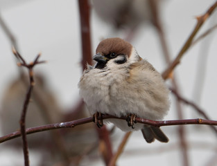 Winter sparrow