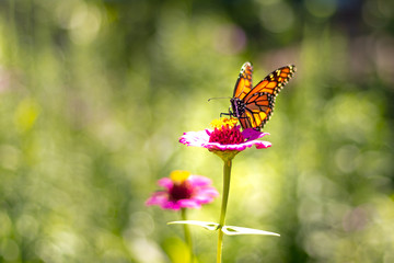 A butterfly on a flower
