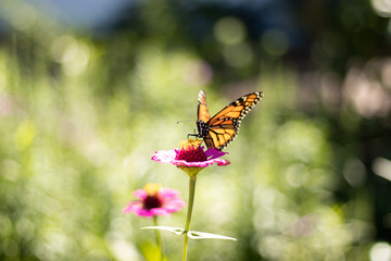 A butterfly on a flower
