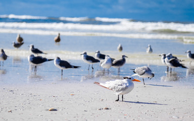 Flock of birds on beach