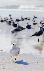 Flock of birds on beach
