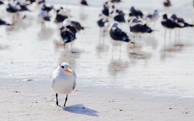 Flock of birds on beach