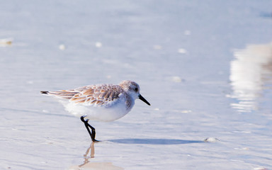 Flock of birds on beach