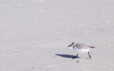 Flock of birds on beach