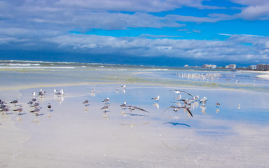 Flock of birds on beach