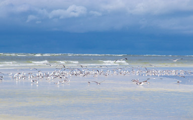 Flock of birds on beach