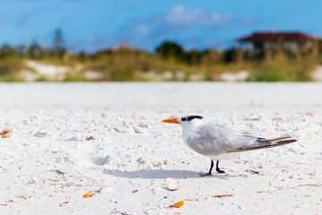 Flock of birds on beach