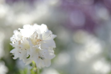 石楠花