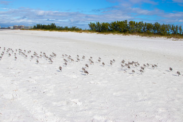 Flock of birds on beach