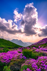 Cloudy mountain Azalea in full bloom