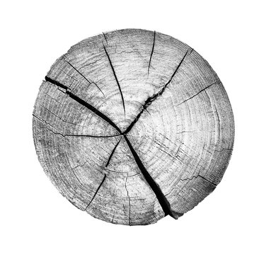 recommend clip art: Black and white wood texture stamp art. Detailed tree ring design. Rough organic tree rings end grain.