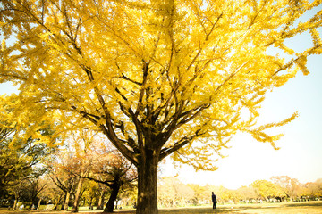 日本自然風景　秋と春