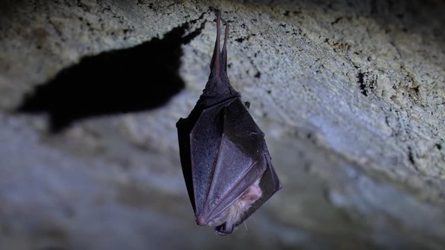 Close up small sleeping lesser horseshoe bat covered by wings hanging upside down on top of cold arched brick cellar shake waking up after hibernation