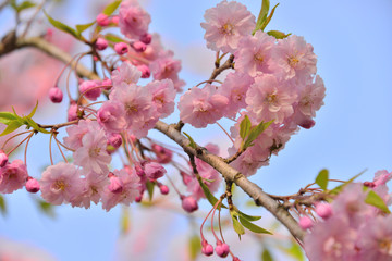 満開の八重桜