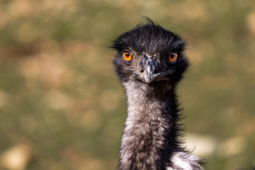 The Emu Stare