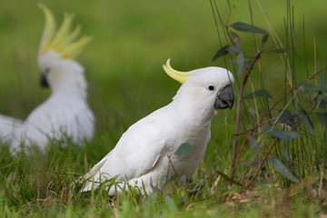 Cockatoos on the Ground Feeding
