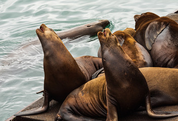 Sea Lions on a floating dock reacting to other sea lions swimming by