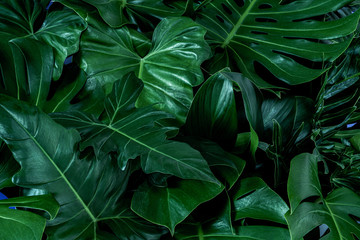 Naklejka na ściany i meble closeup nature view of green leaf and palms background. Flat lay, dark nature concept, tropical leaf
