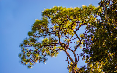 Park in the city of Orlando