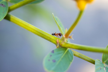 Ant on the leaf 