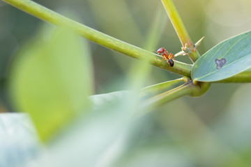Ant on the leaf 