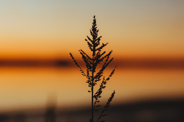 vegetación con fondo de atardecer