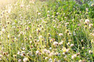 Fototapeta premium Grasses flowers with sun flare in evening, wildflower background