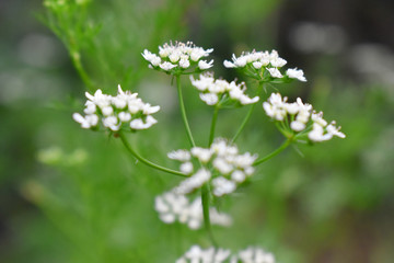 Selection focus of small flower with blurred background, Coriander flowers in garden