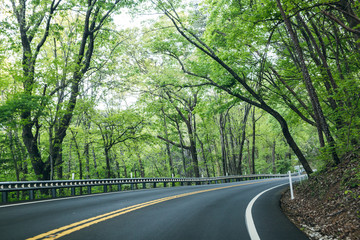 Obraz premium Spring Foliage